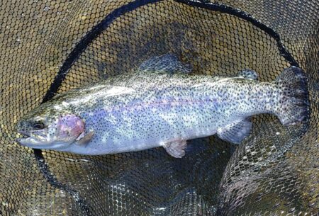 日曜の天竜川ルアーフライテンカラ専用区